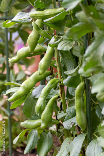 Obraz na płótnie Growing pod of broad bean (Vicia faba) before harvest w salonie