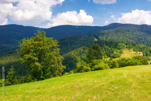 mountainous landscape of ukraine in summertime. trees on the hillside meadow. clouds on the blue sky above the carpathian ridge. countryside adventures on a sunny day