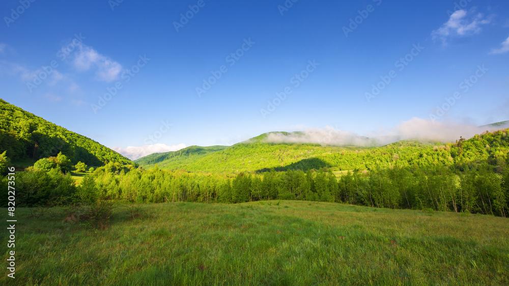 grassy field in carpathian countryside landscape in morning light. beautiful nature scenery with forested hills in summer. clouds on the sky above the distant mountain