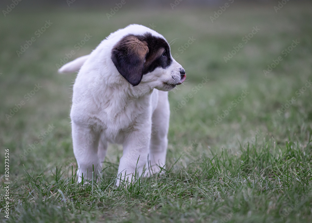 Cute puppy of Central Asian Shepherd licking his nose. Cute puppy of Central Asian Shepherd licking his nose.