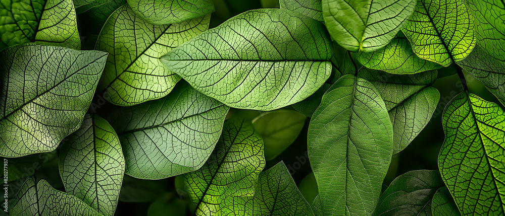 Fototapeta premium Green foliage texture