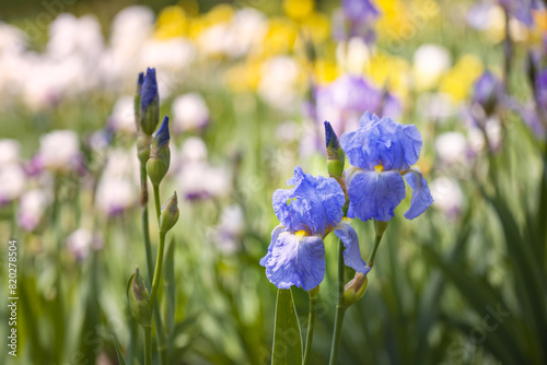 Blue Iris - a beautiful blooming iris flower on a blue background