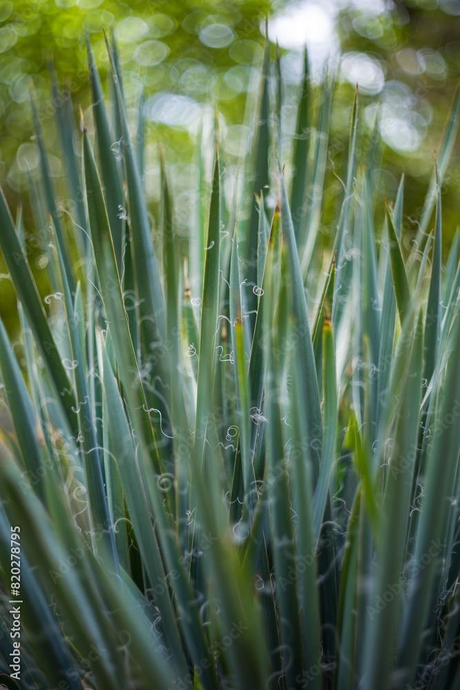 Fototapeta premium Agave - long, slender, green, agave leaves growing in the garden. Small shoots grow from the edges of the leaves.