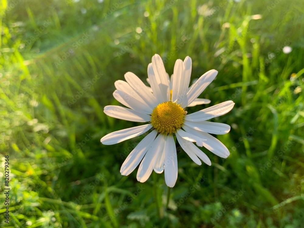 Fototapeta premium daisy flower in the grass