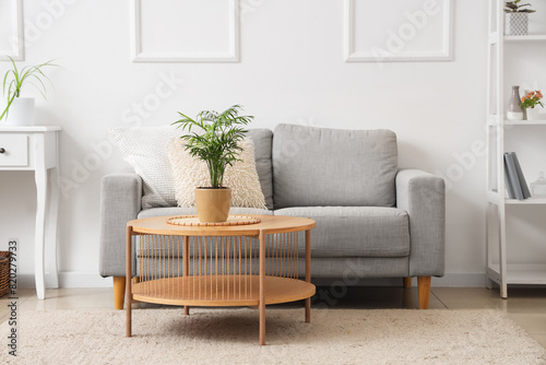 Stylish interior of living room with grey sofa and houseplant on table