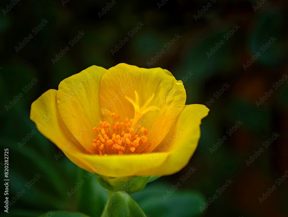 Yellow flower in a lush green grass field