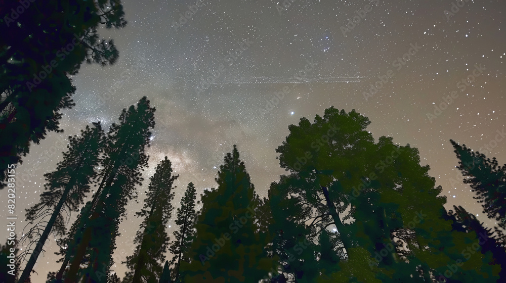 Fototapeta premium Starry Night Sky with Tall Trees Silhouetted Against the Milky Way