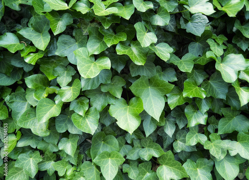 ivy background, green leaves texture 