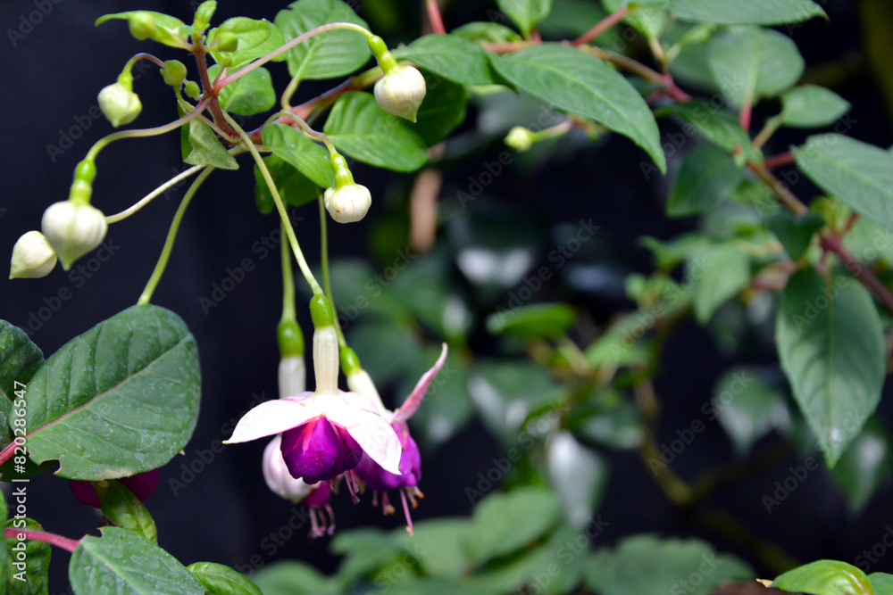 Fuchsia magellanica – commonly known as the hummingbird fuchsia, hardy fuchsia or chilco. Fuchsia magellanica purple flowers closeup Fuchsia magellanica – commonly known as the hummingbird fuchsia, hardy fuchsia or chilco. Fuchsia magellanica purple flowers closeup