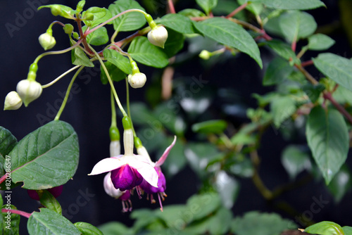 Fuchsia magellanica – commonly known as the hummingbird fuchsia, hardy fuchsia or chilco. Fuchsia magellanica purple flowers closeup photo