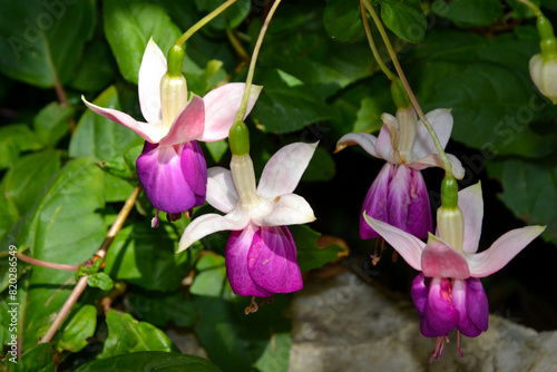 Fuchsia magellanica – commonly known as the hummingbird fuchsia, hardy fuchsia or chilco. Fuchsia magellanica purple flowers closeup photo