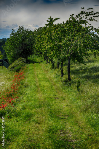 Poppies grow and bloom where man cannot pass. Surroundings Valmadonna, Alessandria, Piedmont, Italy
