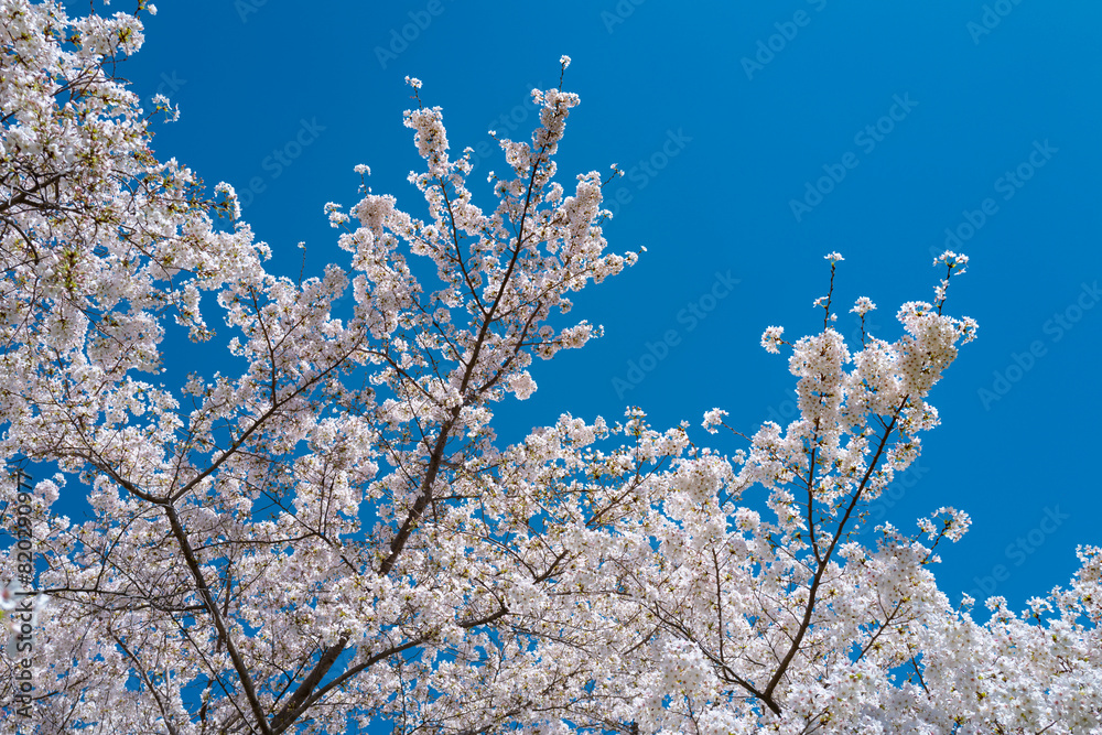 Spring Blossom tree branch with white flowers. Spring flowers. White flowers the fruit tree. The sakura. Cherry blossom trees in bloom. Close up photo of white spring flowers on blue sky background.