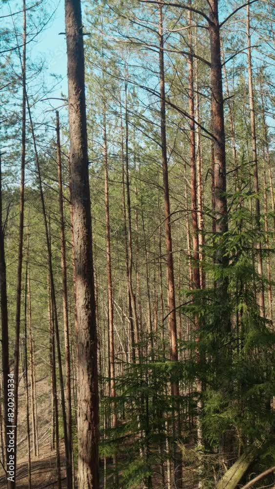 Daylight spring european landscape. Gorgeous visuals of a green forest vertical Daylight spring european landscape. Gorgeous visuals of a green forest vertical