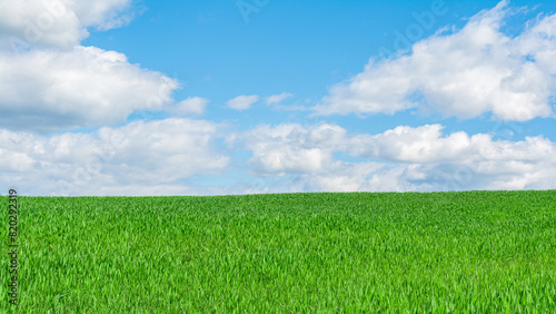 Bilde på lerret A field with green grass, agricultural shoots, illuminated by the sun against a background of blue sky with clouds