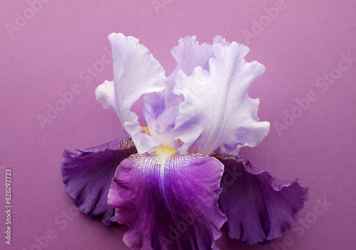 Beautiful large iris flower closeup on a pink background.