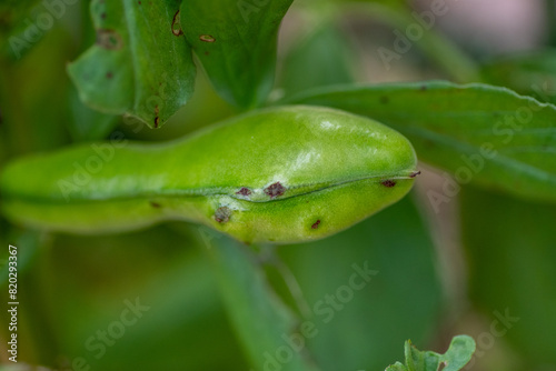 Symptoms of chocolate spot on pod of broad bean (Vicia faba) by Botrytis fabae