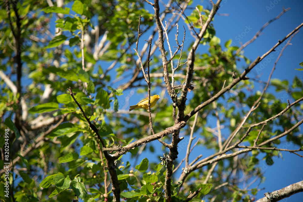 Brazilian fauna birds photographed in the city Brazilian fauna birds photographed in the city