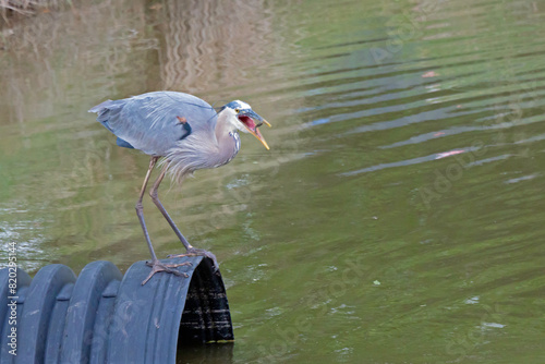 Blue Heron having just caught a small fish. photo