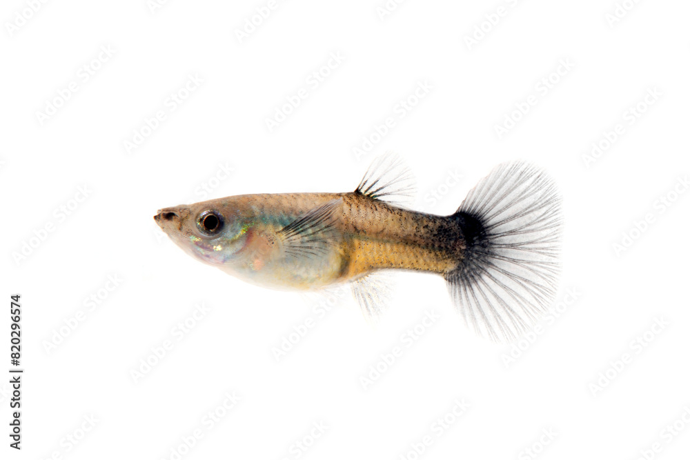 Fototapeta premium グッピー メス 白バック