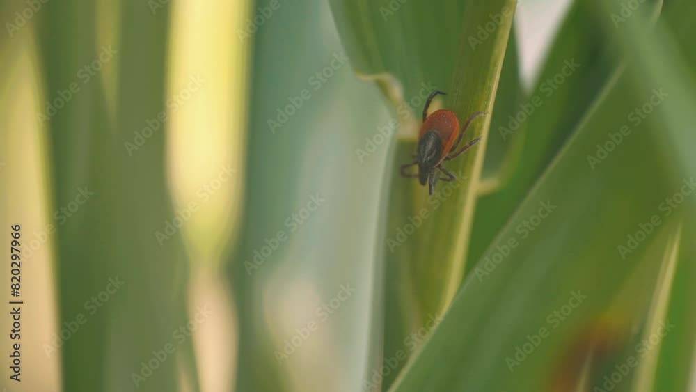 Detailed close-up of a tick sitting on green grass, showing its dark brown body and reddish-orange markings. The background is blurred, highlighting the tick's features. Copy space. Detailed close-up of a tick sitting on green grass, showing its dark brown body and reddish-orange markings. The background is blurred, highlighting the tick's features. Copy space.