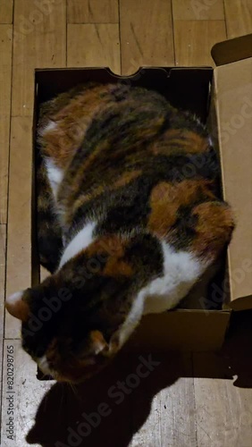 three-color cat inside a cardboard shoe box just right for you