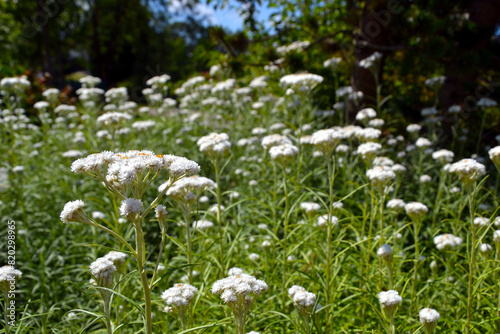 Anaphalis margaritacea (commonly known as the western pearly everlasting or pearly everlasting) white flowers. Natural background