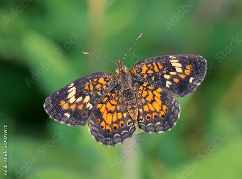 Phaon crescent butterfly (Phyciodes phaon), Galveston, Texas, USA. photo