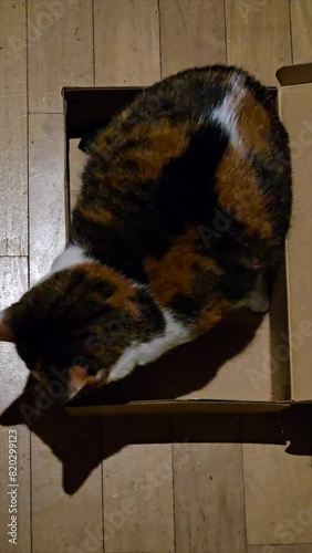 three-color cat inside a cardboard shoe box just right for you