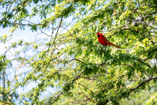 Bright red bird, Northern Cardinal, perched in a tree with fresh spring green leaves, birdwatching in the Hosmer Grove of Haleakalā National Park, Maui, Hawaii
