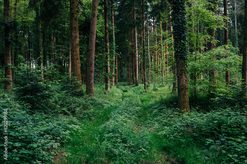 Sunrise in a beautiful forest in Europe