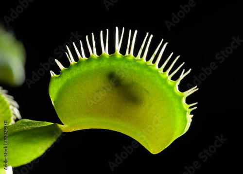 Insectivorous plant Venus fly trap (Dionaea muscipula) digesting a captured fly. Plant house, Galveston, Texas, USA.