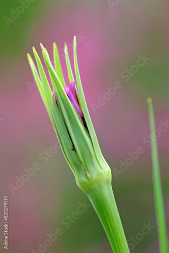 Tongue flower of oat root photo