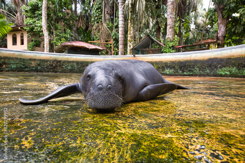 Amazonian manatee. Trichechus inunguis photo