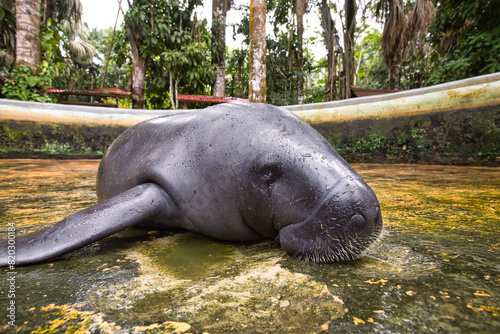 Amazonian manatee. Trichechus inunguis