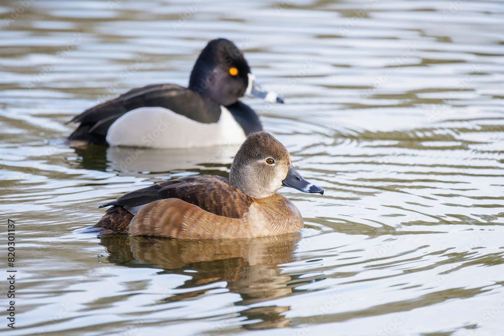 Obraz premium Ring-necked duck