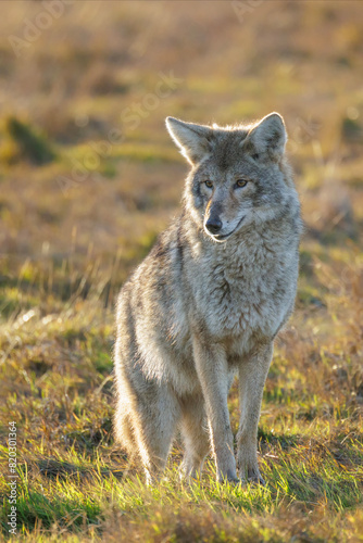 Coyote wolf
