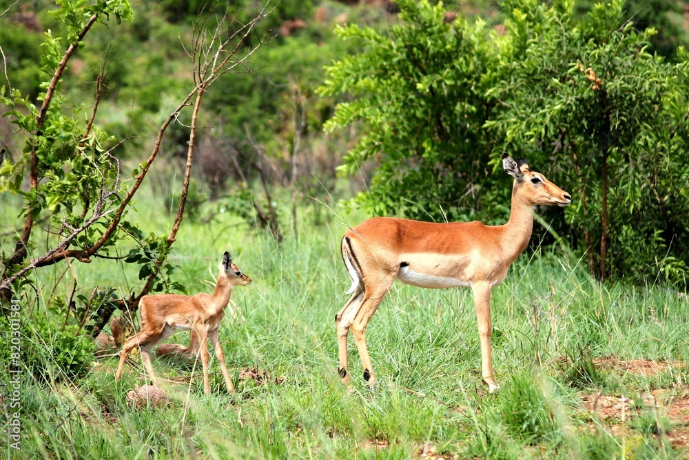 Black-faced Impala and little one in the bushveld Black-faced Impala and little one in the bushveld