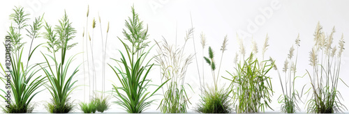 3d render of tall grasses isolated on white background, different angles and various sizes.