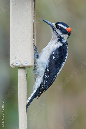 Male Hairy woodpecker photo