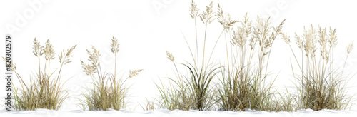 3d render of grasses isolated on white background, in different size and shape.