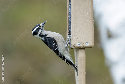 Female Downy woodpecker photo