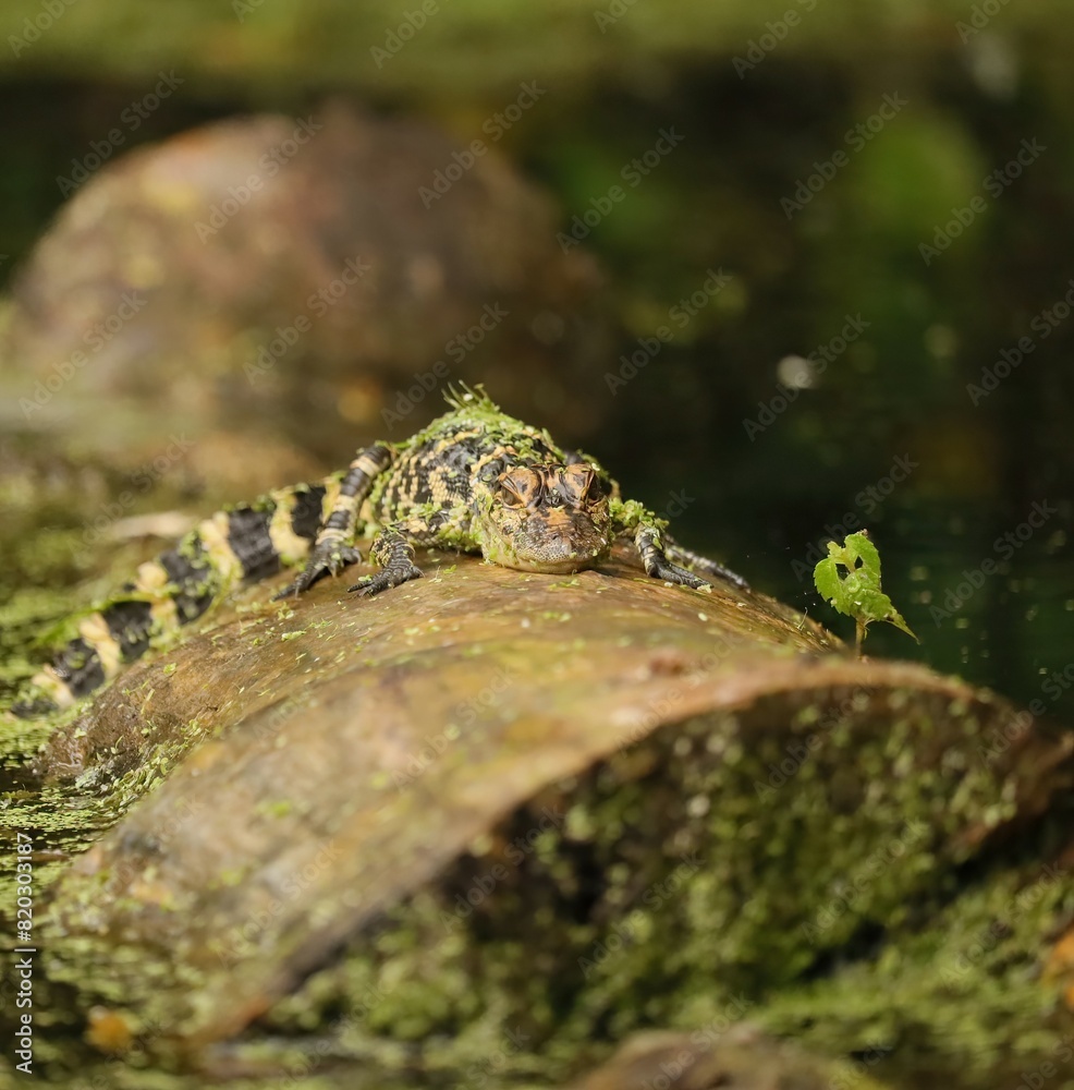 Obraz premium Cutest Ever Little Baby Alligator Hatchling Silver Springs State Park Ocala Florida