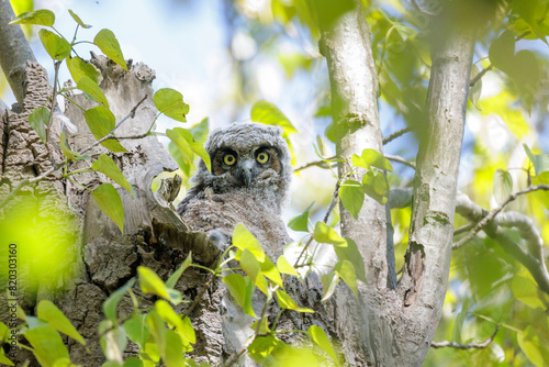 Great horned owlet