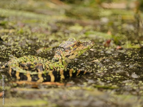 Cutest Ever Little Baby Alligator Hatchling Silver Springs State Park Ocala Florida