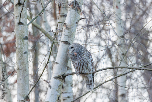 Barred Owl bird photo