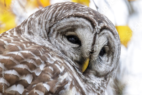 Barred Owl bird photo