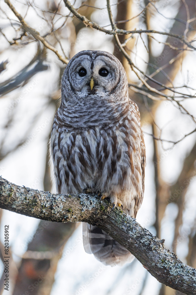 Barred Owl bird Barred Owl bird