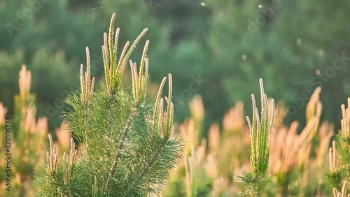 Pinus mugo, known as bog pine, creeping pine, dwarf mountain pine, mugo pine, mountain pine, scrub mountain pine, or Swiss mountain pine, is conifer, native to high elevation habitats photo