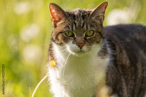 Katze in Blümchen